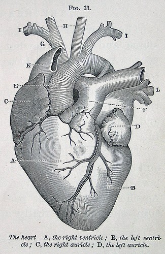 Diagram of a heart. Credit Flickr