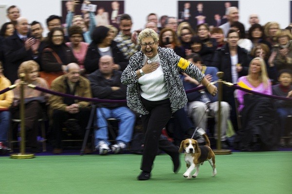 Westminster Kennel Club Dog Show 2013 Live Stream: Watch Online Breed