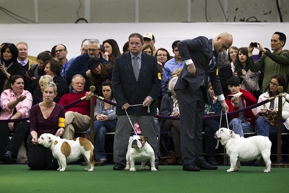 The Westminster Kennel Club Dog Show 