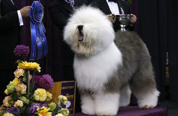 Swagger an Old English Sheepdog poses for photographers after winning the Herding Group