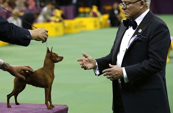 Westminster Kennel Club Dog Show at Madison Square Garden