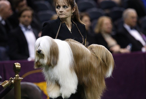 137th Westminster Kennel Club Dog Show at Madison Square Garden